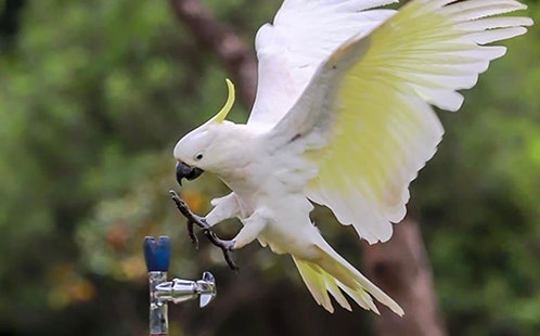 Cockatoo coming in to land