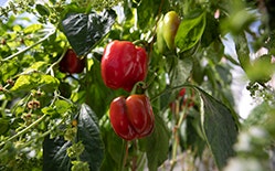 Capsicum in glasshouse