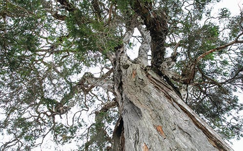 Western Sydney University ceommemorates its 35th anniversary