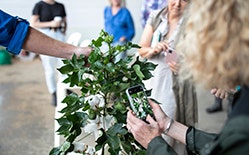 Picture being taken of green plant