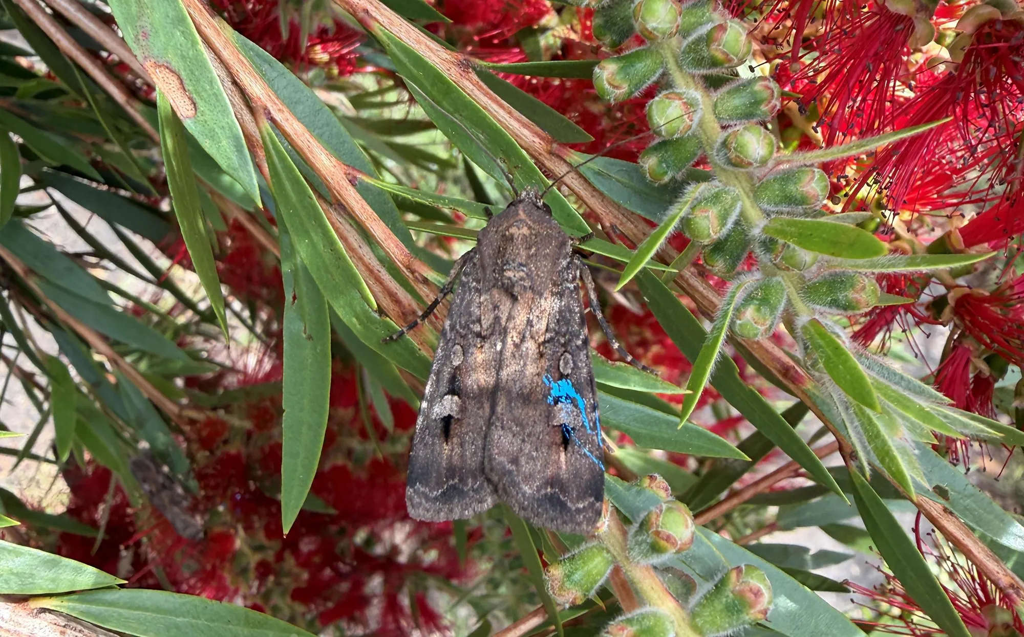 Help scientists track the migration in the Blue Mountains