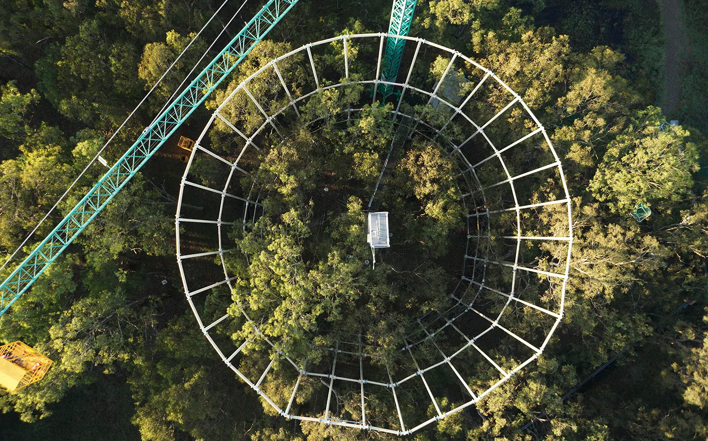 New study reveals how phosphorus changes the way forests respond