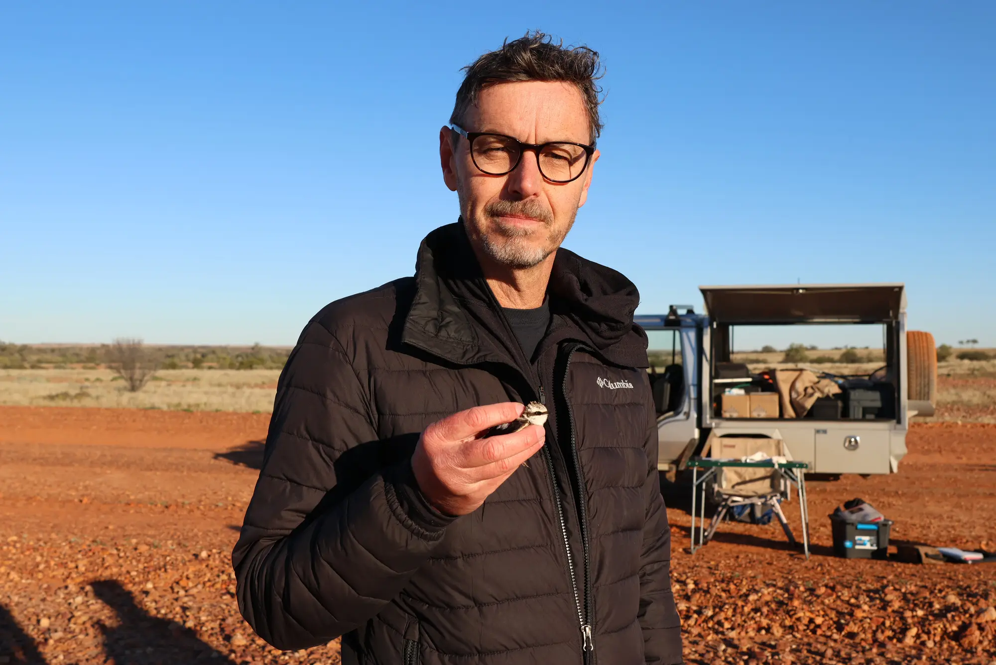 New research reveals hidden survival tactic in passerine birds