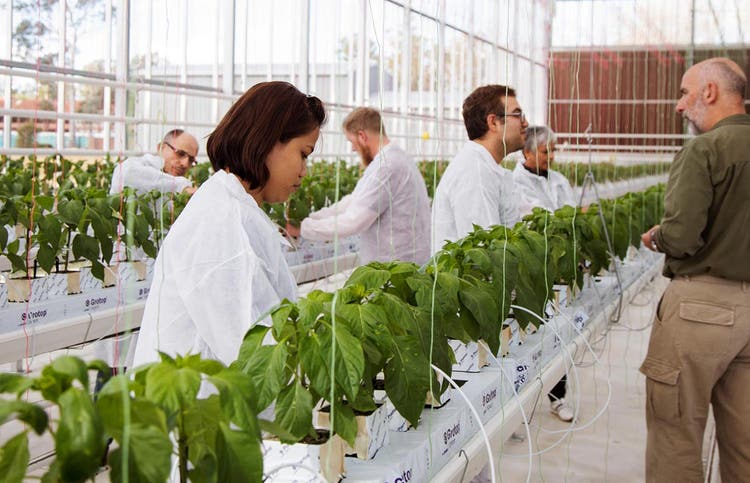 Students perform experiments in the NVPCC Glasshouse
