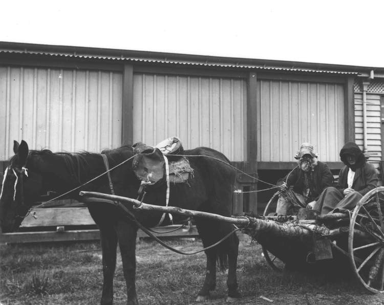 Empire Day - Students dressed up - Sitting in a cart drawn by one horse [Hawkesbury Agricultural College (HAC)]
