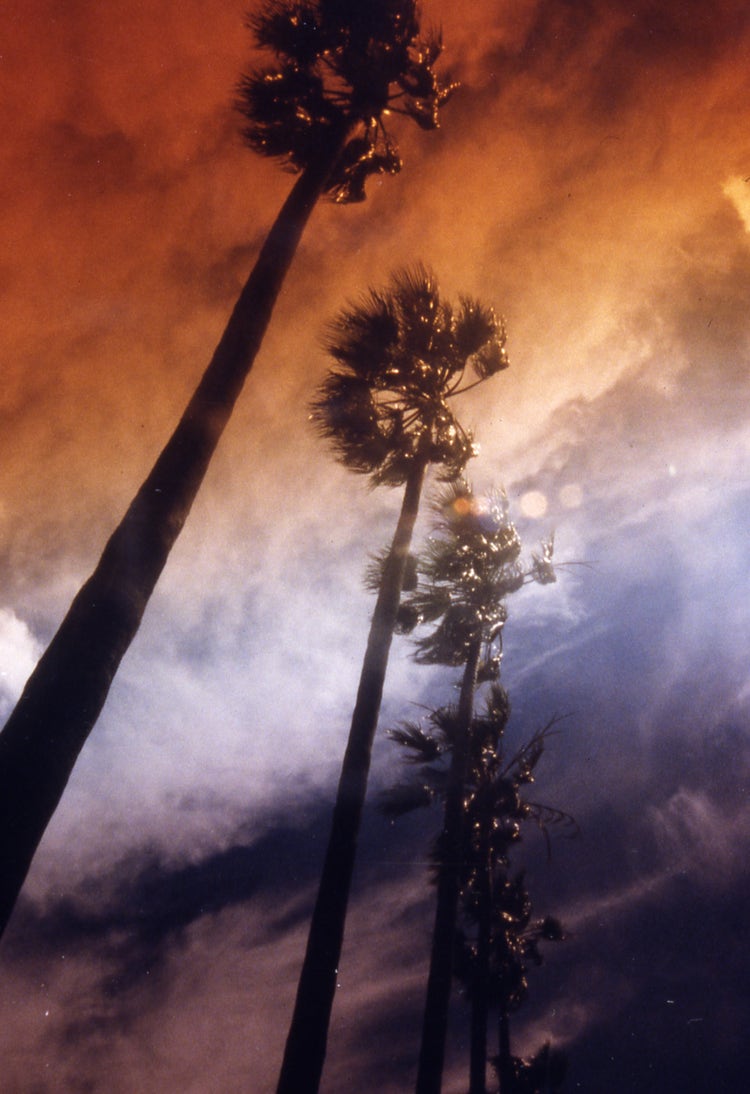 Palm Trees - Hawkesbury Agriculture College (HAC)